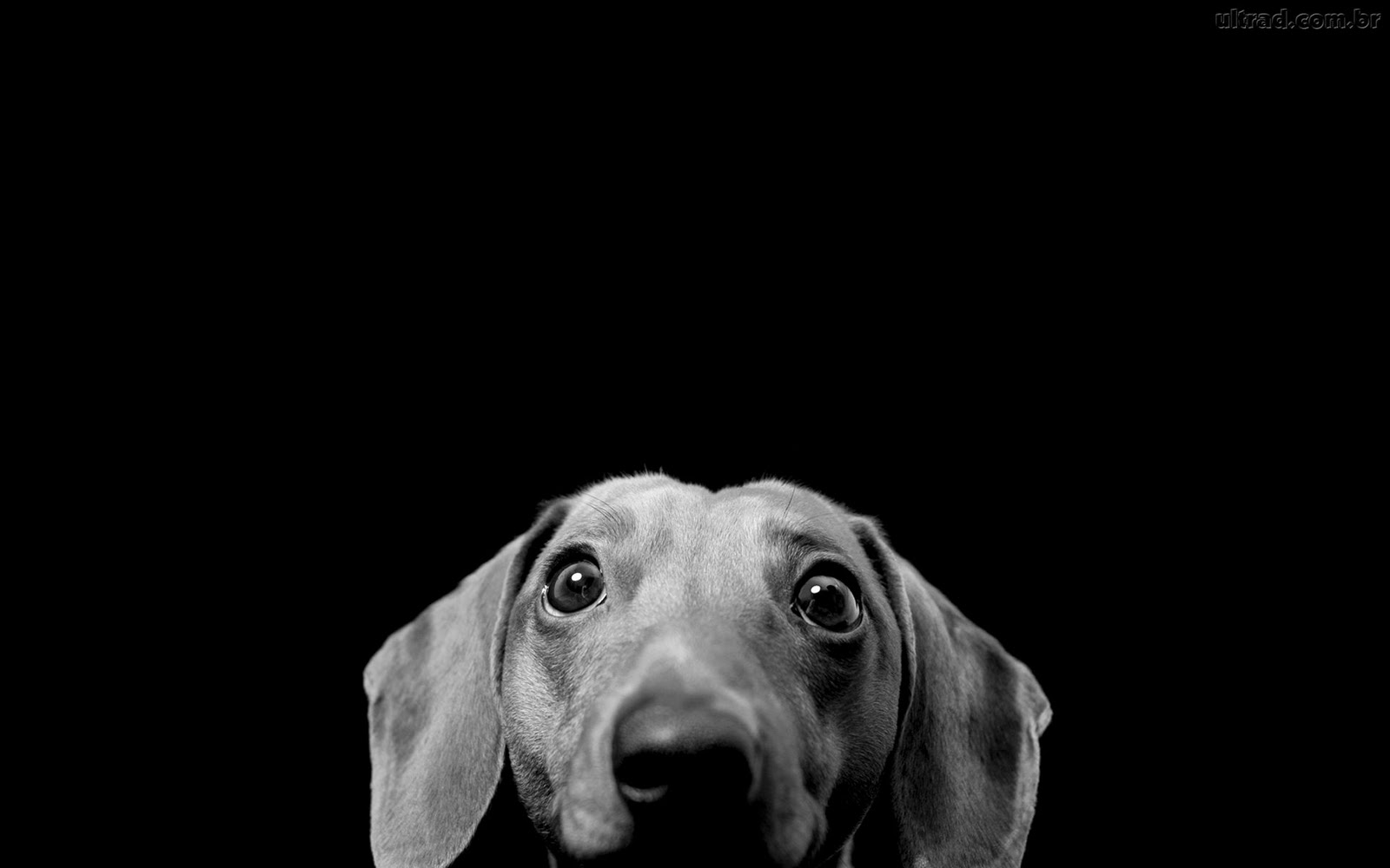 http://4.bp.blogspot.com/-8Wth3i_HyzA/TyVbh6yBKzI/AAAAAAAACME/E60De2RU-H4/s1600/274207_Papel-de-Parede-Cachorro-em-Preto-e-Branco_1920x1200.jpg