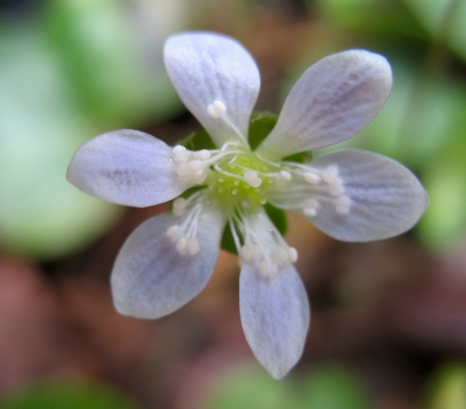 Using Native Plants Hepatica First Bloom of the