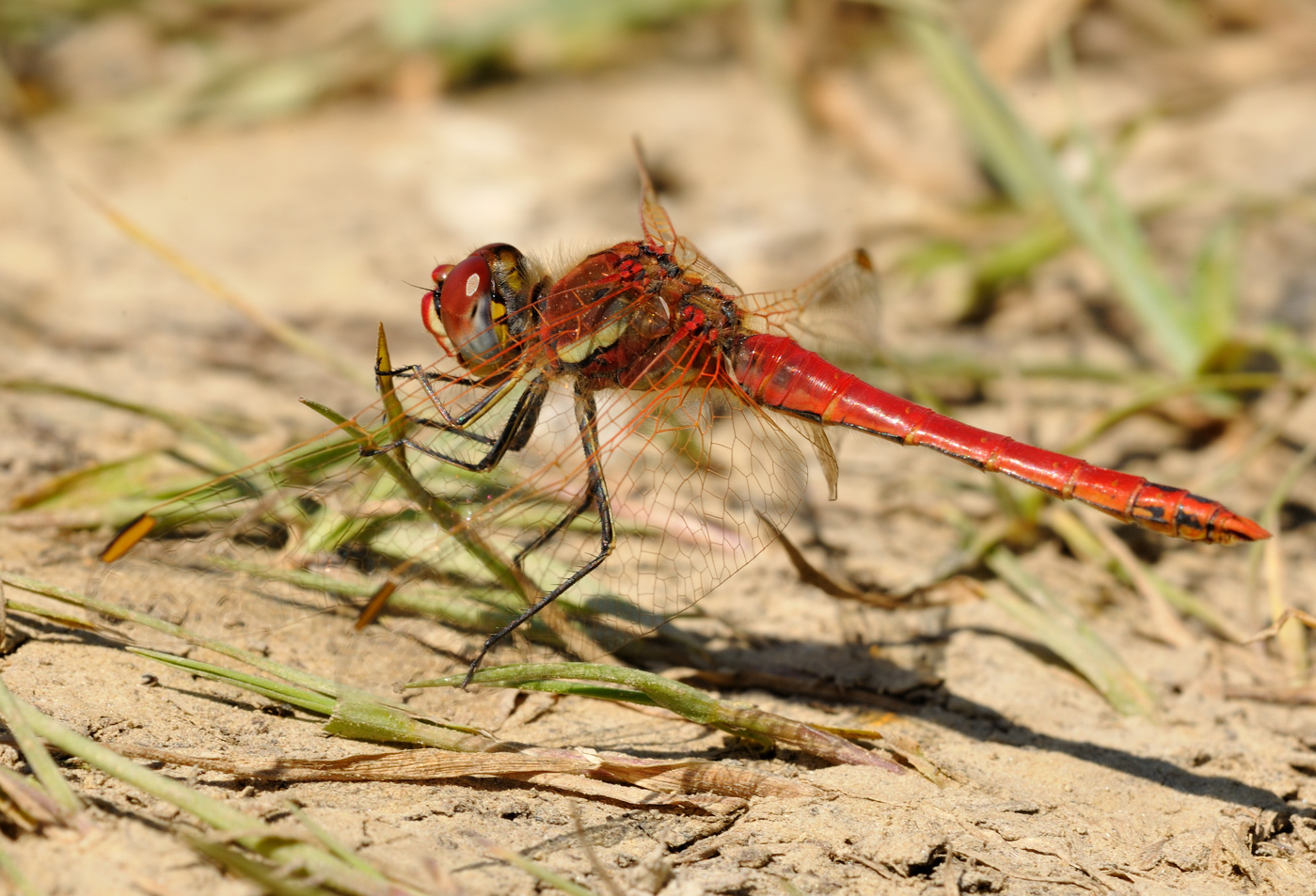 Steve Rogers birding: Red-veined Darter (Sympetrum fonscolombii) at