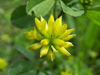 Trifolium dubium