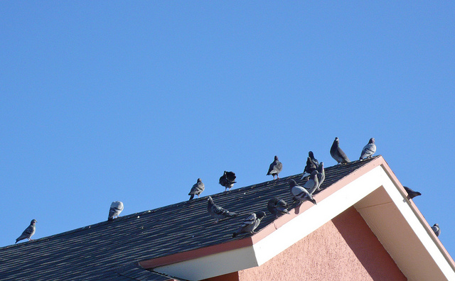 solve bird problems using humane bird deterrents for pest solve bird problems using humane bird deterrents for pest