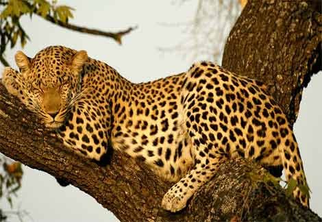 Indian leopard | The Life of Animals