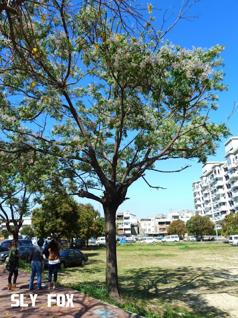 林森路台灣苦楝