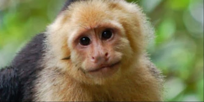 Monyet Capuchin Monyet Capuchin