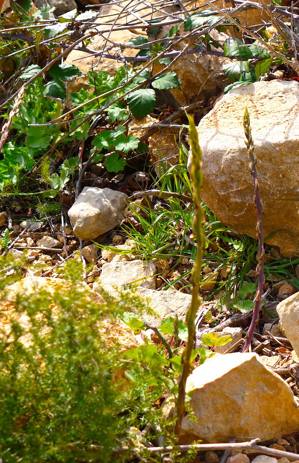 http://4.bp.blogspot.com/-8Y7HIMq6QrQ/TY9qy8funhI/AAAAAAAAAfI/lnPxELEOG_E/s1600/Wild+asparagus.JPG