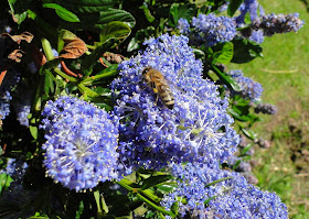 Danger Garden Ceanothus Dark Star Is My Favorite Plant In The