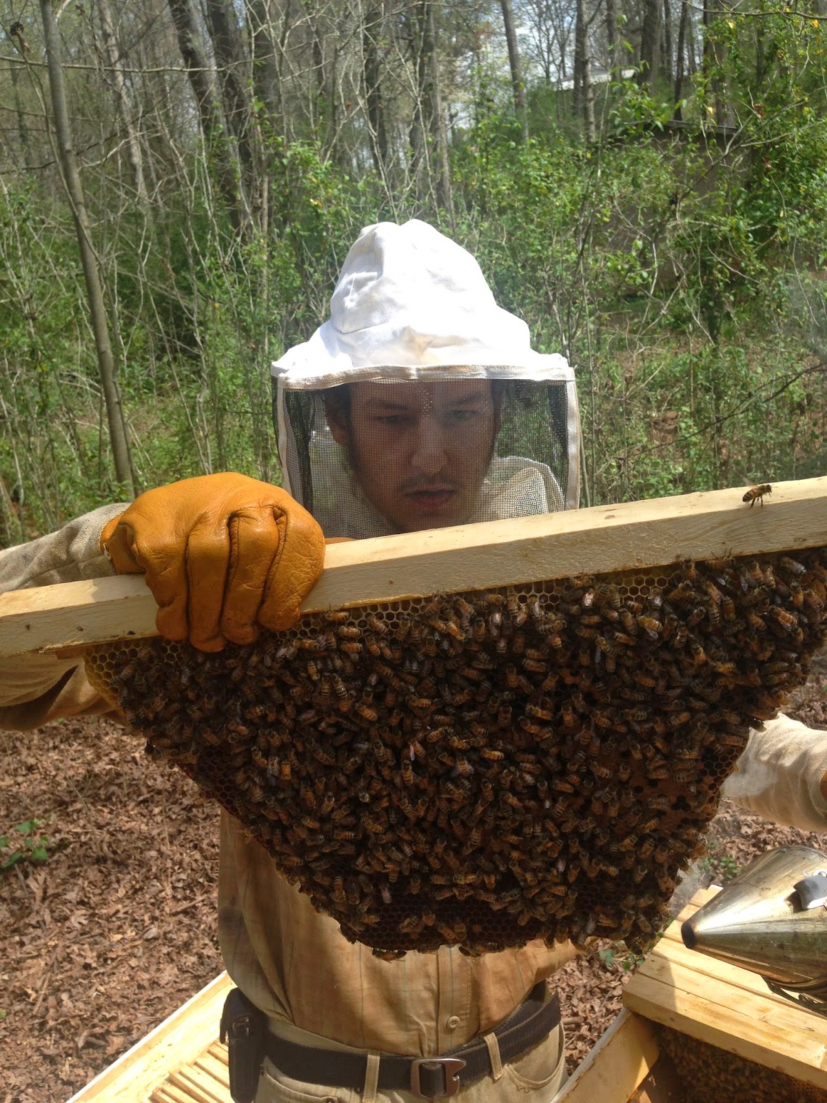 hive inspection top bar beekeeping