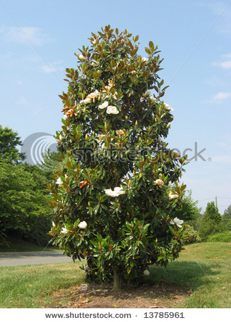 magnolia tree florida