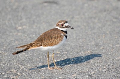 killdeer wildlife urban guide charadrius vociferus