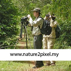 Birding in Peninsular Malaysia