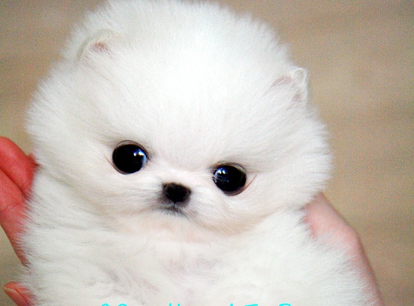 OnceUponATeaPup Hanna... Teacup White Pomeranian Female.