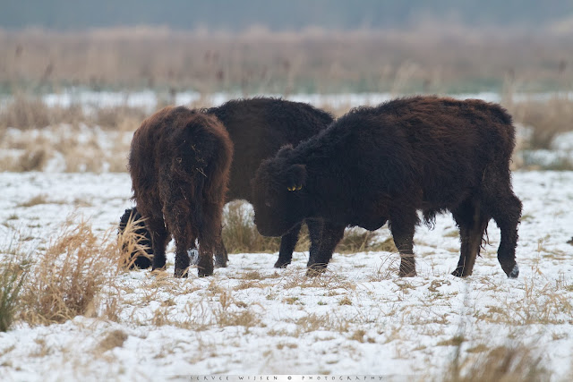 Galloway runderen in de sneeuw - Bos taurus s