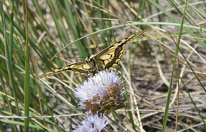 Papilio machaon or old world swallowtail - foto: casa rural El Paraje, Bérchules, Alpujarra, Sierra Nevada, Andalucía