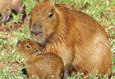 Fauna Bacia Taquari-Antas- Fonte: Aepan-ONG - Série: Mamíferos