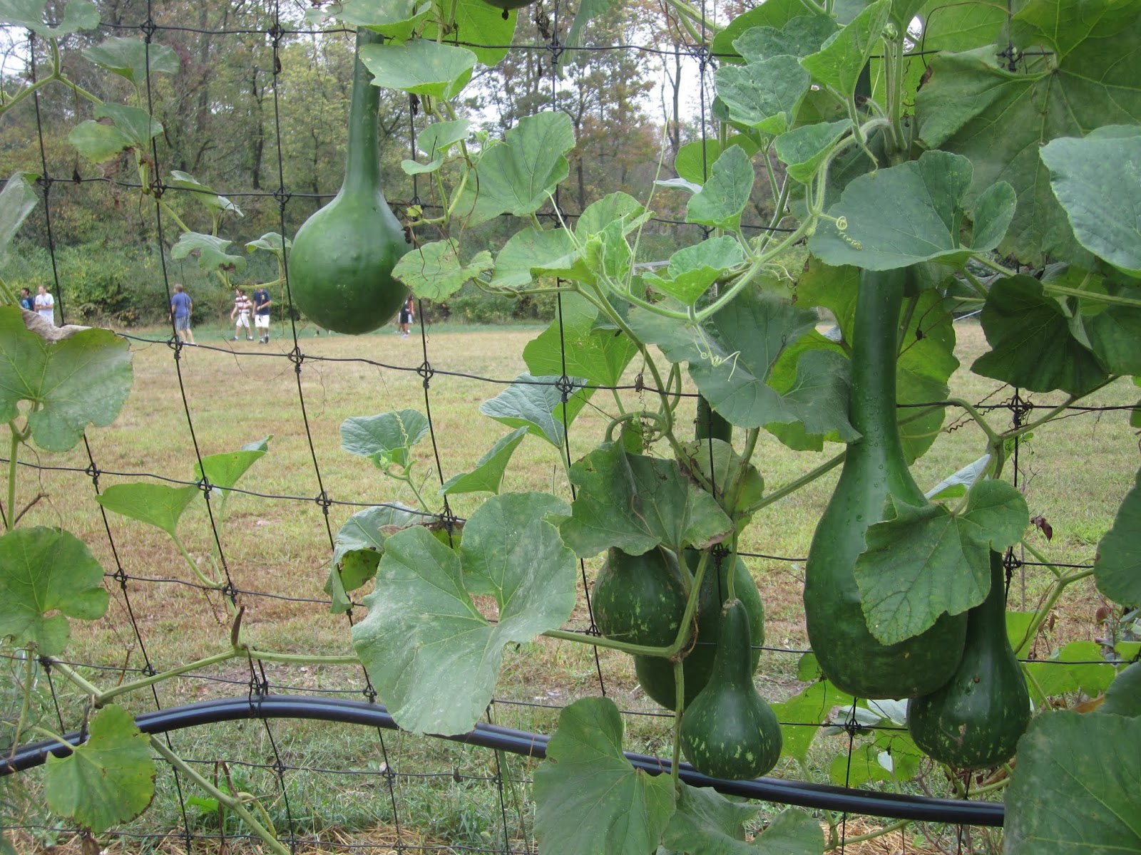 Dipper Gourds growing on fence Planting vegetables, Fruit trees
