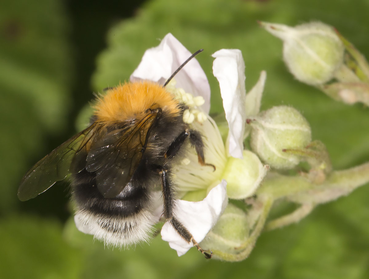 Tree Bumblebee, Bombus hypnorum. West Wickham Common, 6 June 2014. Tree Bumblebee, Bombus hypnorum. West Wickham Common, 6 June 2014.