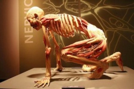 CORPO HUMANO,MÁQUINA,HUMANO