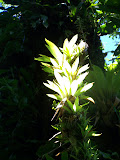 Flora Nicaragua