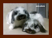 HOLLAND LOP