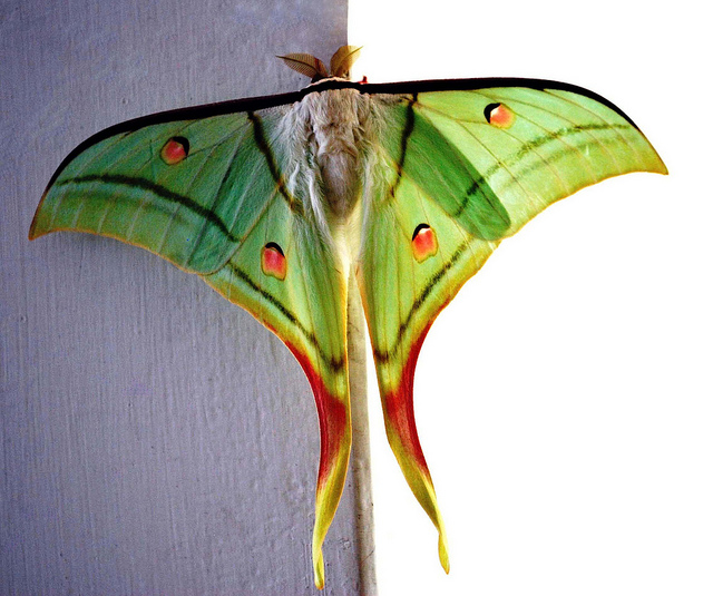 Incrível Terra: Actias Selene, a Mariposa Lua...
