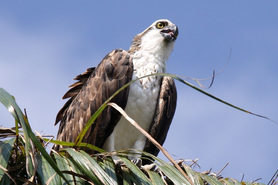 Birds Birds Birds Osprey (with baby)