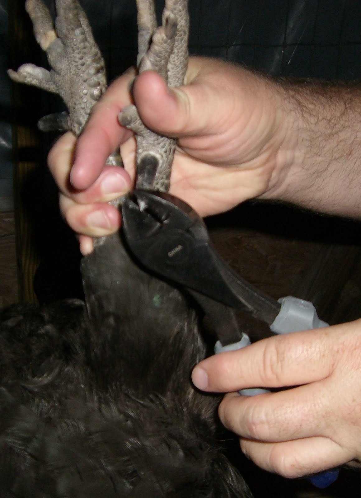 Chicken Lytle's Blog Cowboy Loses His Spurs