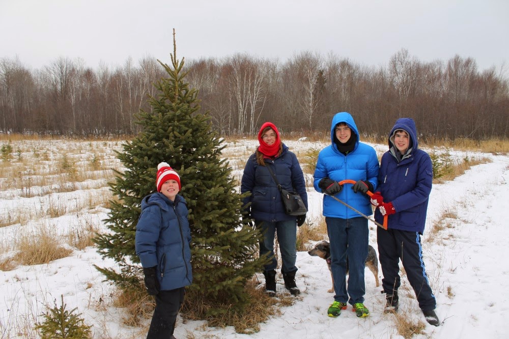 Likeness in a Change of Scenery Visiting a Minnesota Christmas Tree Farm