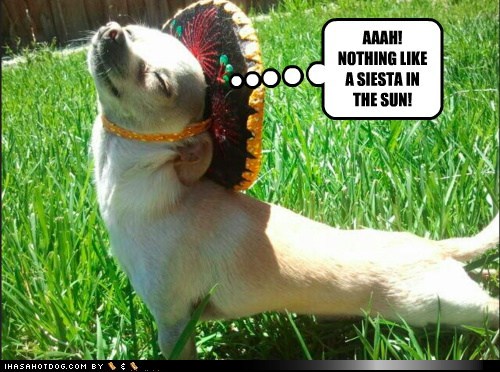 funny-dog-pictures-aaah-nothing-like-a-siesta-in-the-sun.jpg
