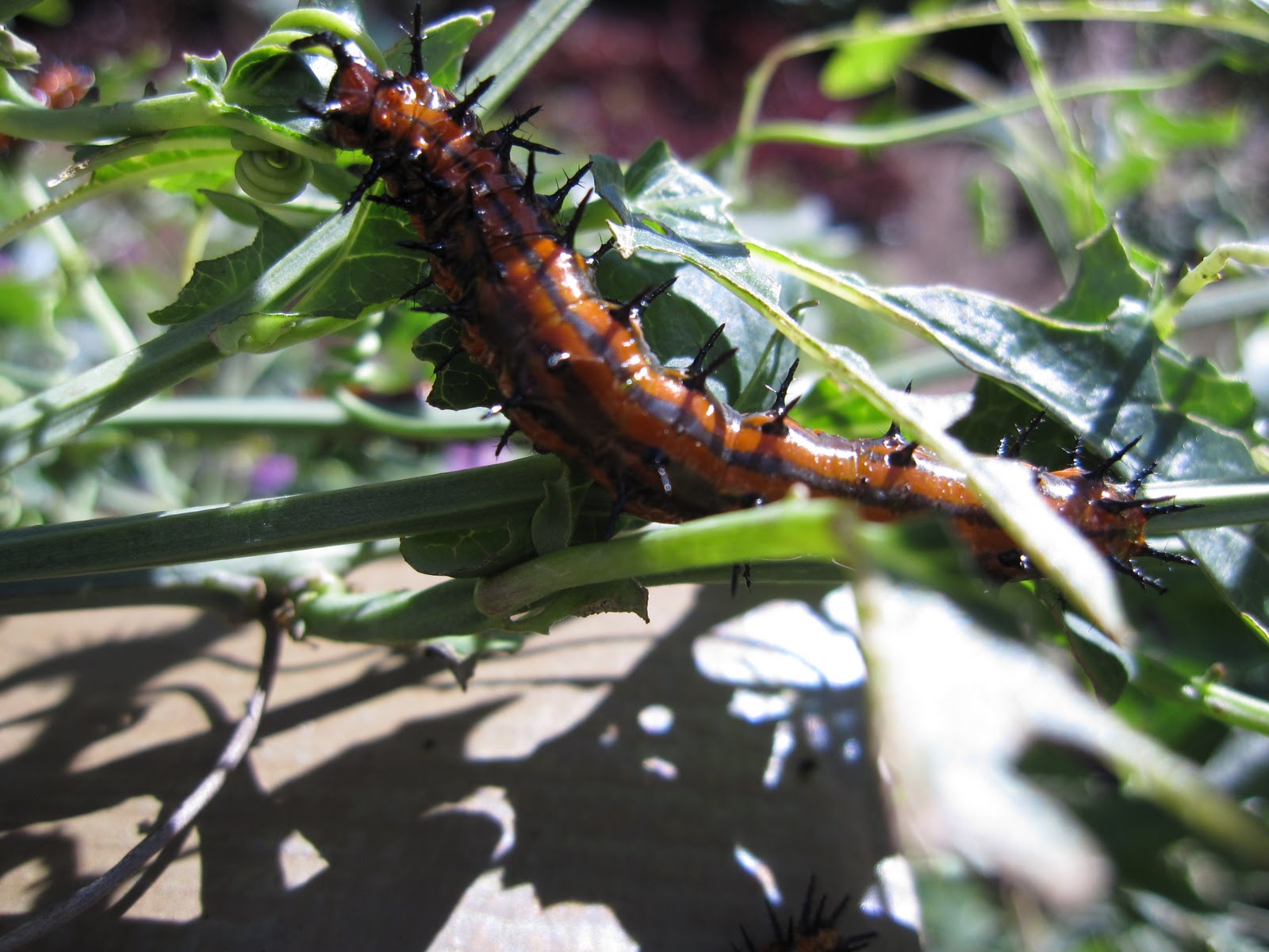 Gardening for Butterflies Gulf Fritillary Butterfly Host plant