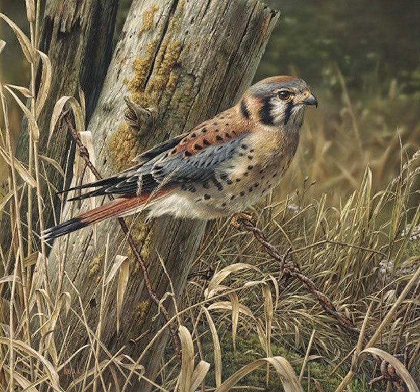 cuadros-de-pajaros-al-oleo imagenes-de-aves-pintadas-oleo