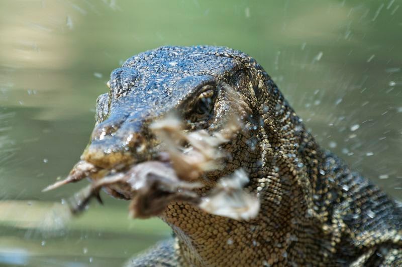 CFZUSA GIANT LIZARDS OF AMERICA ZACHARY MANN