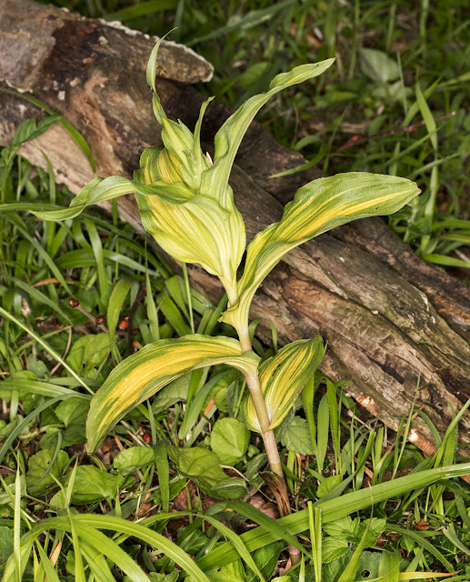 Variegated Broad-leaved Helleborine, Epipactis helleborine. Orchid Bank, High Elms Country Park, 11 June 2015. Variegated Broad-leaved Helleborine, Epipactis helleborine. Orchid Bank, High Elms Country Park, 11 June 2015.