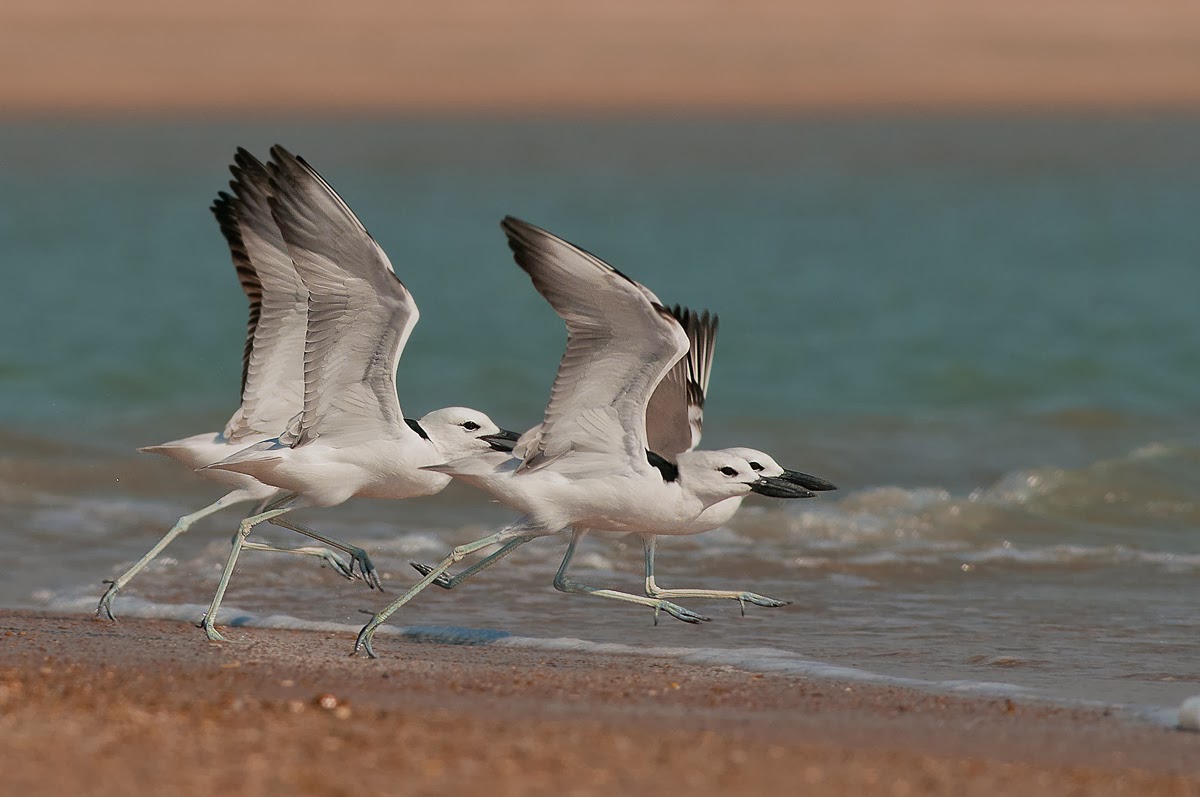shore bird photography tips shore bird photography tips