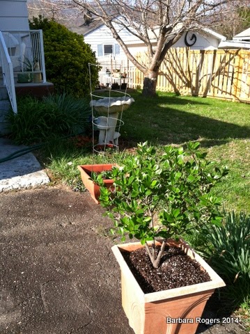 WHEN I was 75 : April 2014