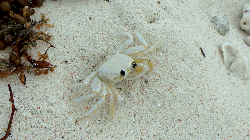 A crab on Petit Tabac in the Tobago Cays in the Caribbean