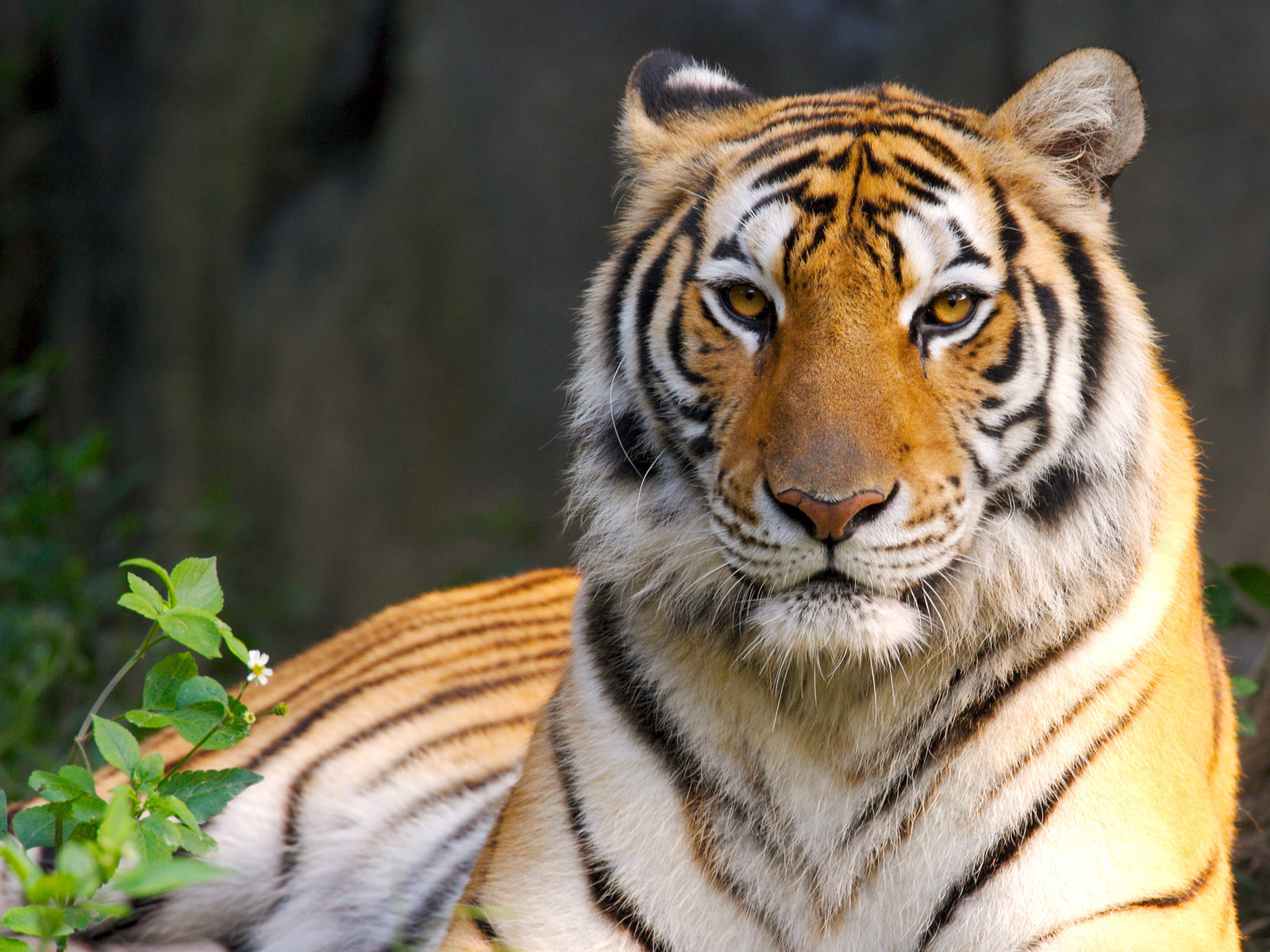 Tiger Desktop Tiger Desktop