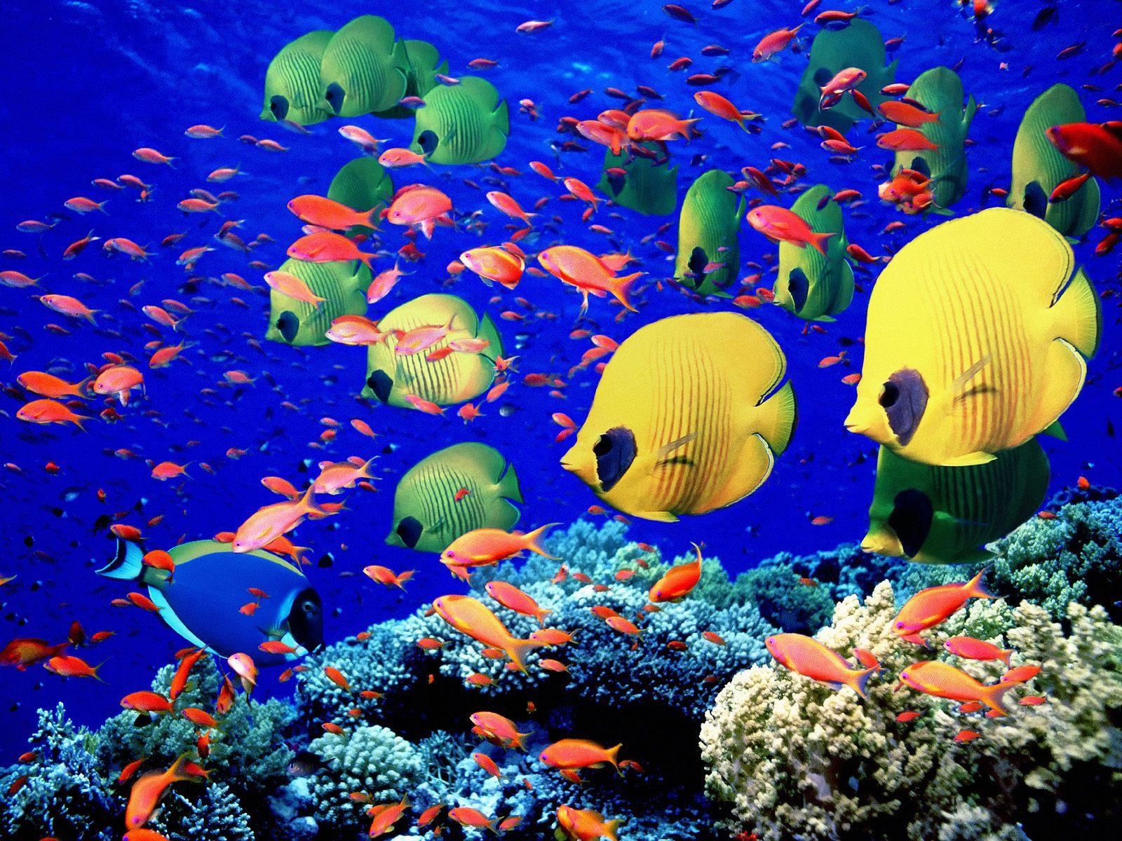 http://4.bp.blogspot.com/-8bkCnR5IAr8/Tmgm3lN6ULI/AAAAAAAABuc/86Fup1qGBAI/s1600/peces-multicolor2%255B1%255D.jpg