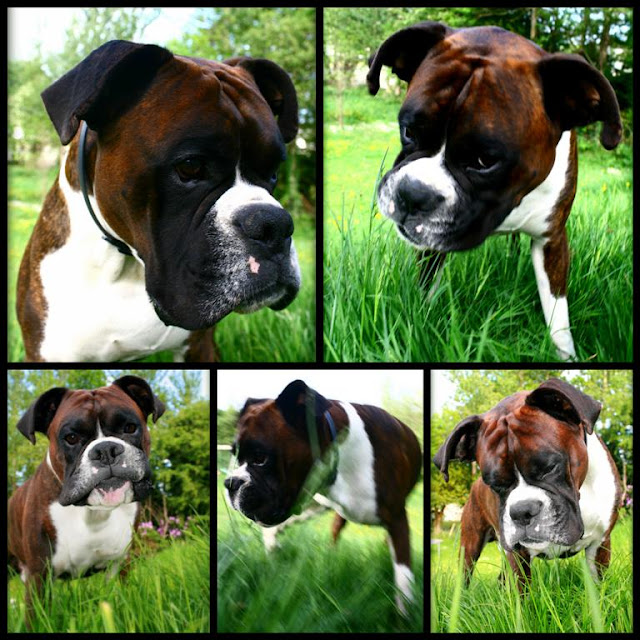 boxer dog portrait  