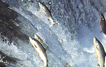 Salmon Up Stream