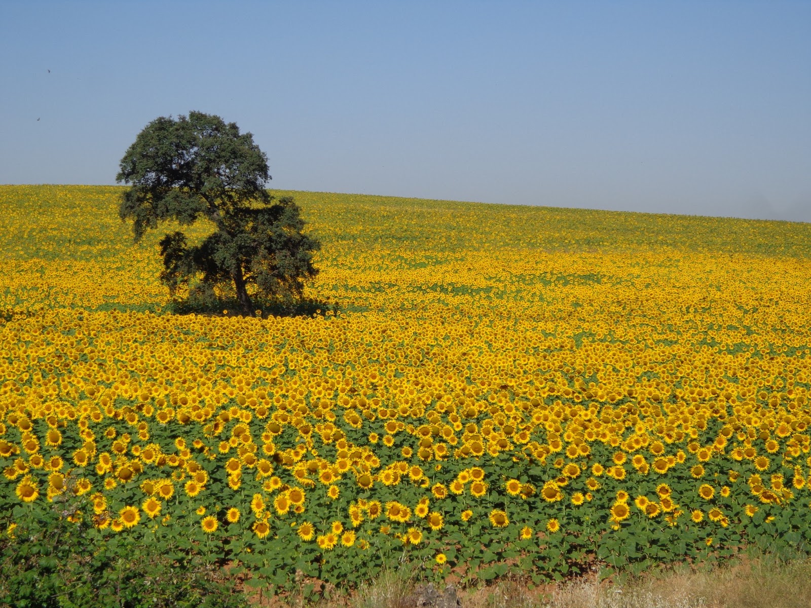 Sunflowers in the south of Spain