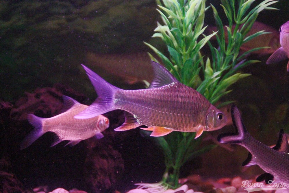 Lensa Zapa Ikan Kelah Merah Sebarau Jelawat Krai Emas Akuarium Ikan Sungai 9 November 2014 25 Gambar Lensa Zapa Ikan Kelah Merah Sebarau Jelawat Krai Emas Akuarium Ikan Sungai 9 November 2014 25 Gambar
