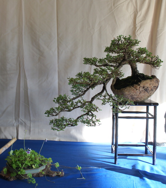 newzealandteatreebonsai Bonsai Exhibition in Perth 2013