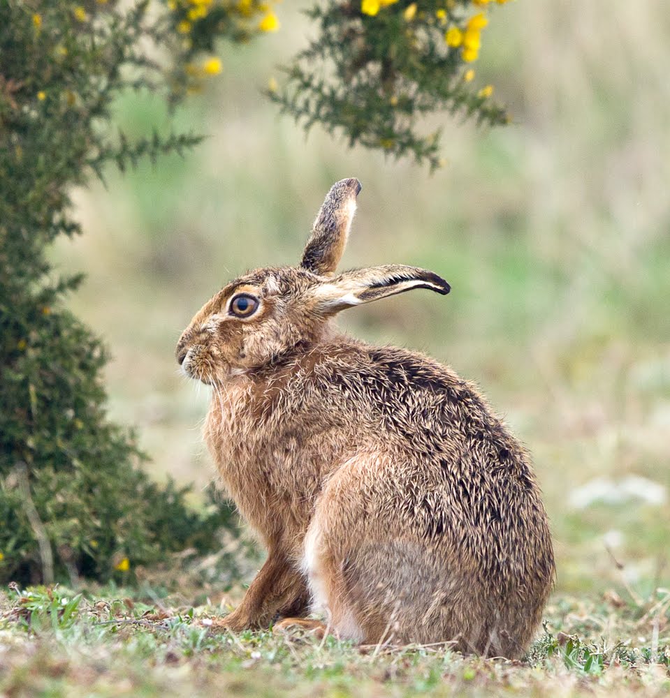 Ann Miles Photography Havergate Hares