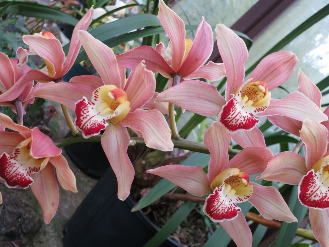 Maui Vacation Guide Vacation at the Maui Garden House in Kihei