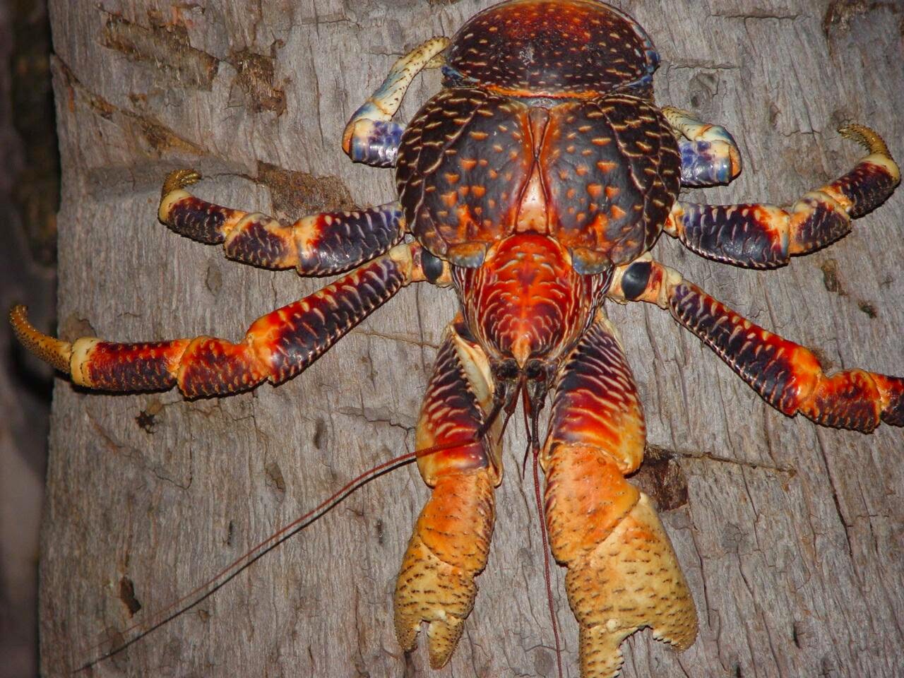 COCONUT CRAB photos wallpapers the fun bank