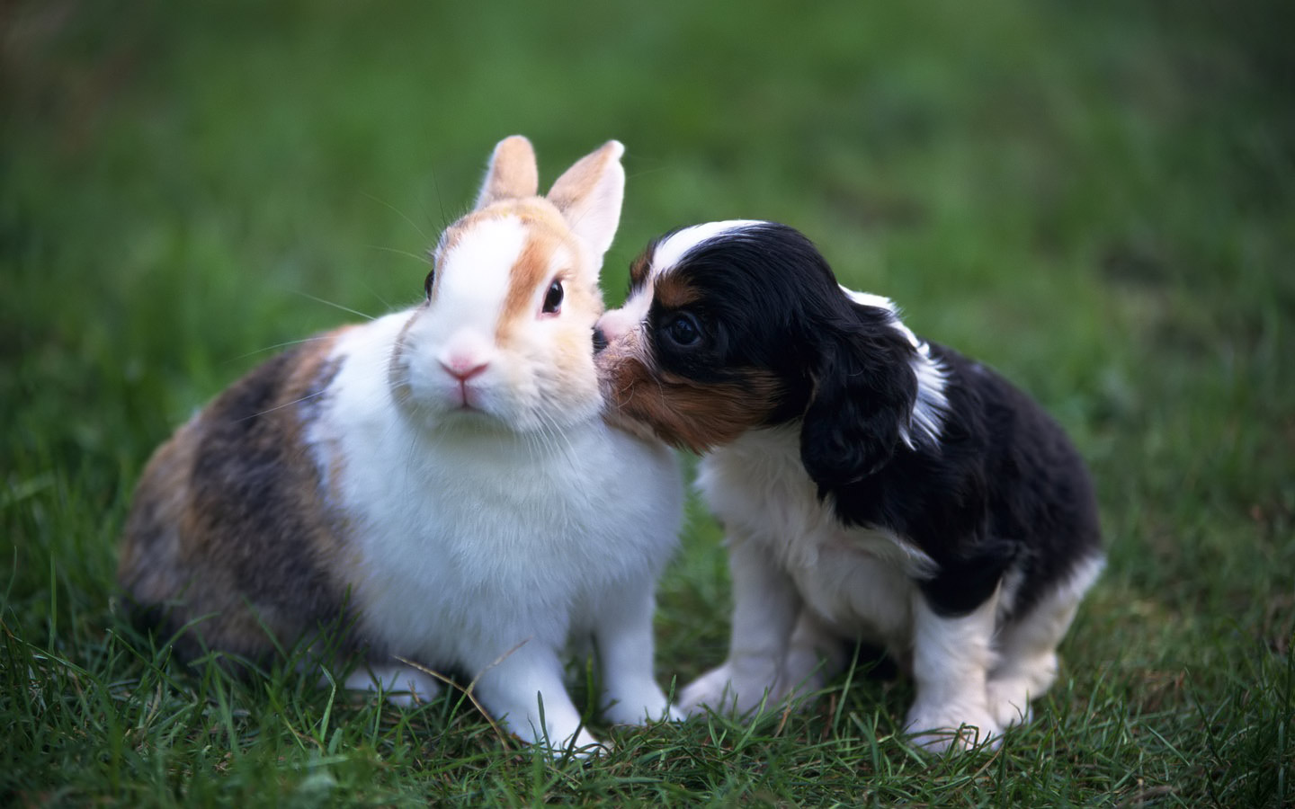 My toroool: HD Wallpapers of Animals My toroool: HD Wallpapers of Animals