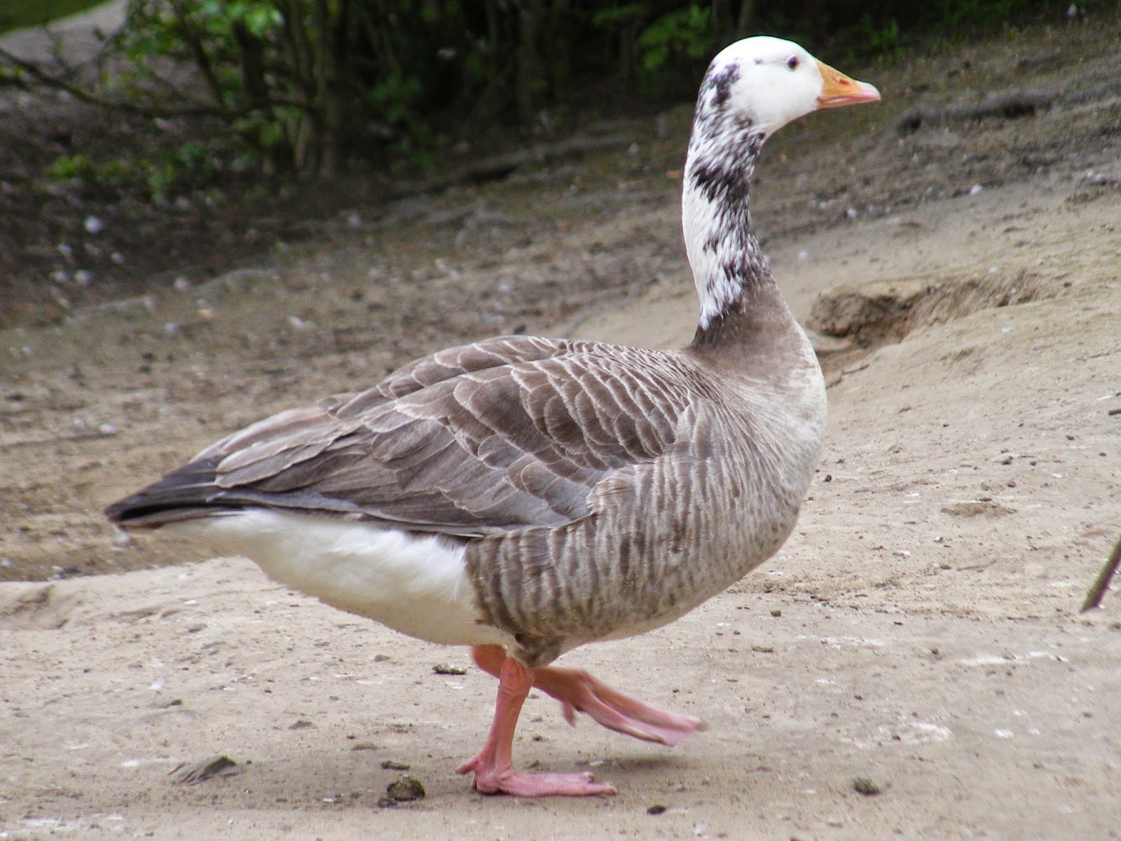Half Canada Goose half Duck? r/whatsthisbird