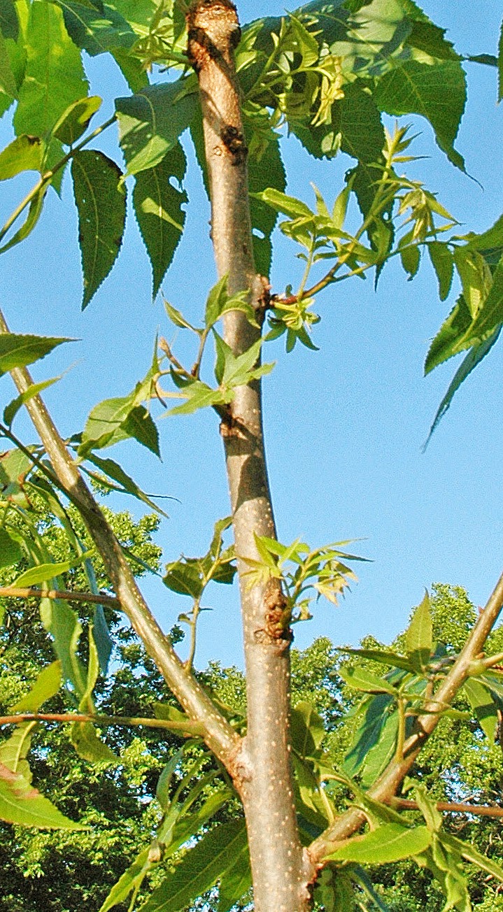 Northern Pecans Time for summer pruning of young trees