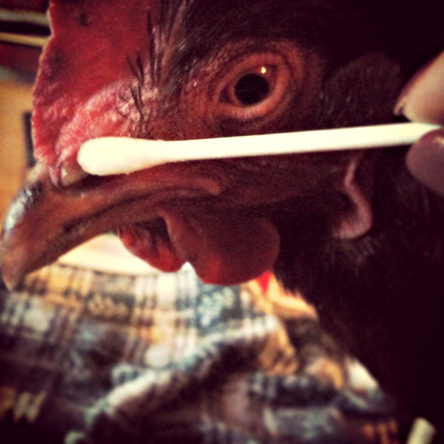 Herb Rx Natural Remedies for Respiratory Issues in Chickens Fresh