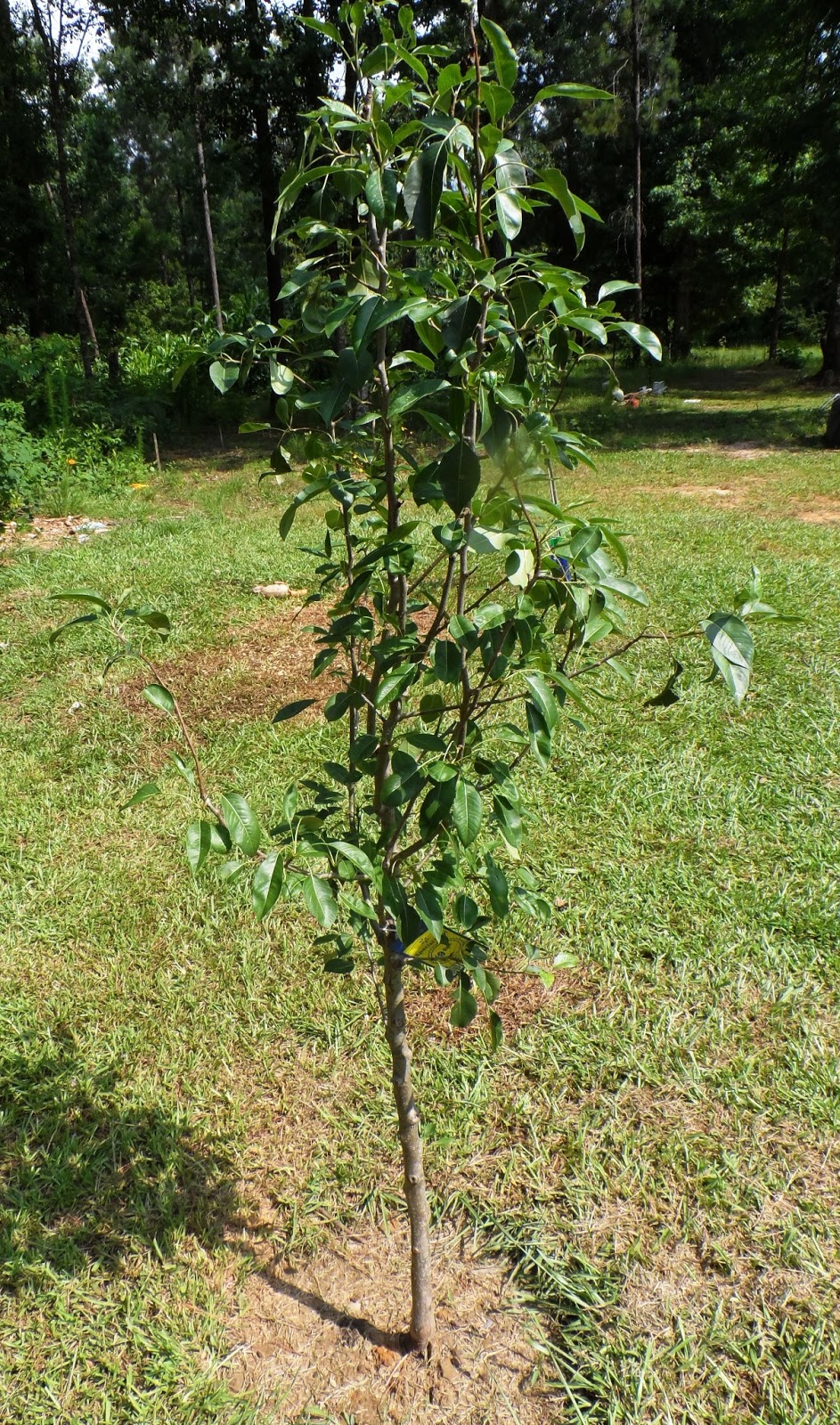 Sunflower Hill Homestead Bargain Fruit Trees